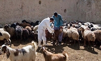 هفته اطلاع‌رسانی بیماری‌های مشترک بین انسان و حیوان 