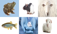 کارگاه اصول مراقبت و استفاده از حیوانات آزمایشگاهی برگزار می‌شود
