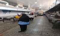 پایش هوشمند سلامت غذا در مراسم «وداع با رهبر»؛ نظارت میدانی بر موکب‌ها و اماکن حساس ملارد